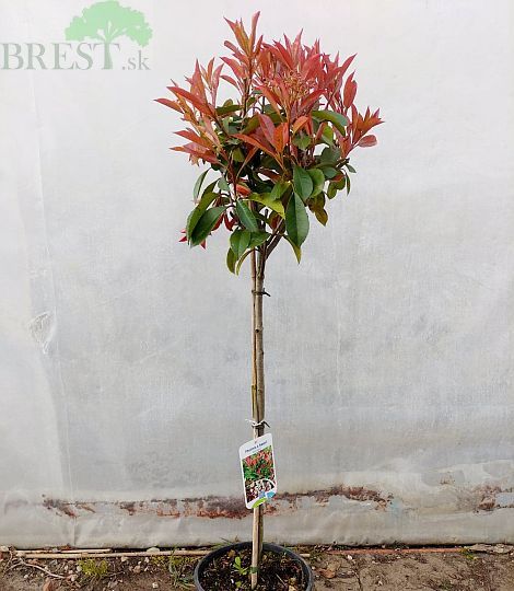 Červienka na kmeni 50cm